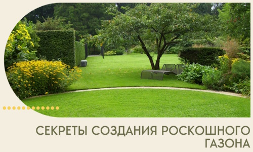 Секреты создания роскошного газона в Тынде